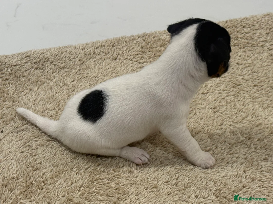 Jack Russell dogs for sale: Miniature Jack Russell Puppies  - Advert 5