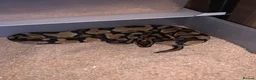 Python Snake reptiles for sale: Ball pythons  - Advert 3