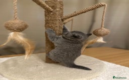British Shorthair cats for sale: British Shorthair kittens Lilac/Blue 3 Girls 1 Boy - Image 3