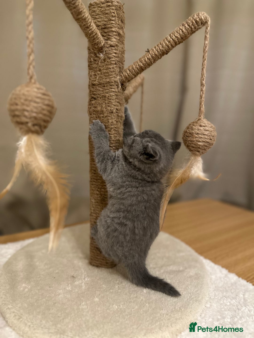 British Shorthair cats for sale: British Shorthair kittens Lilac/Blue 3 Girls 1 Boy - Image 3