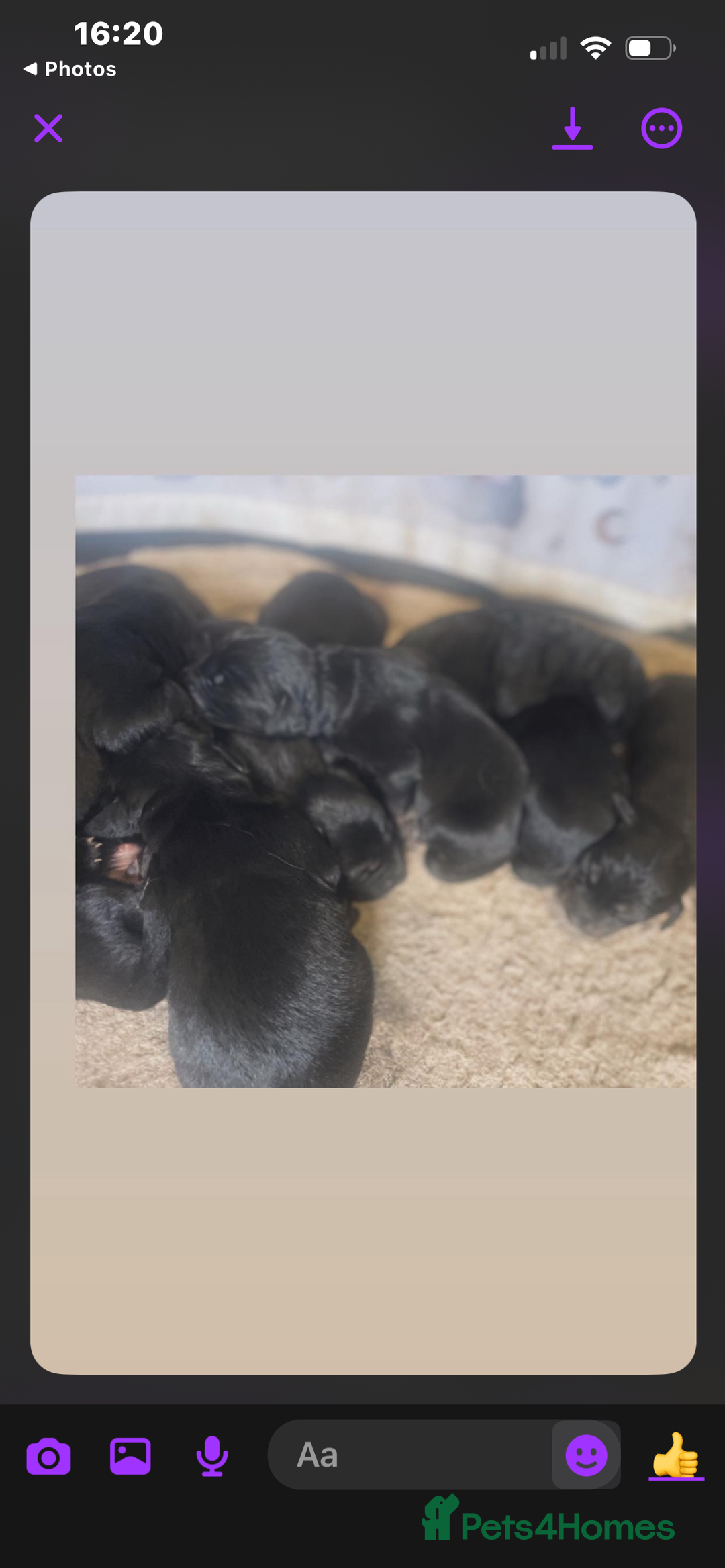 Mixed Breed dogs for sale: coltriever - Image 2
