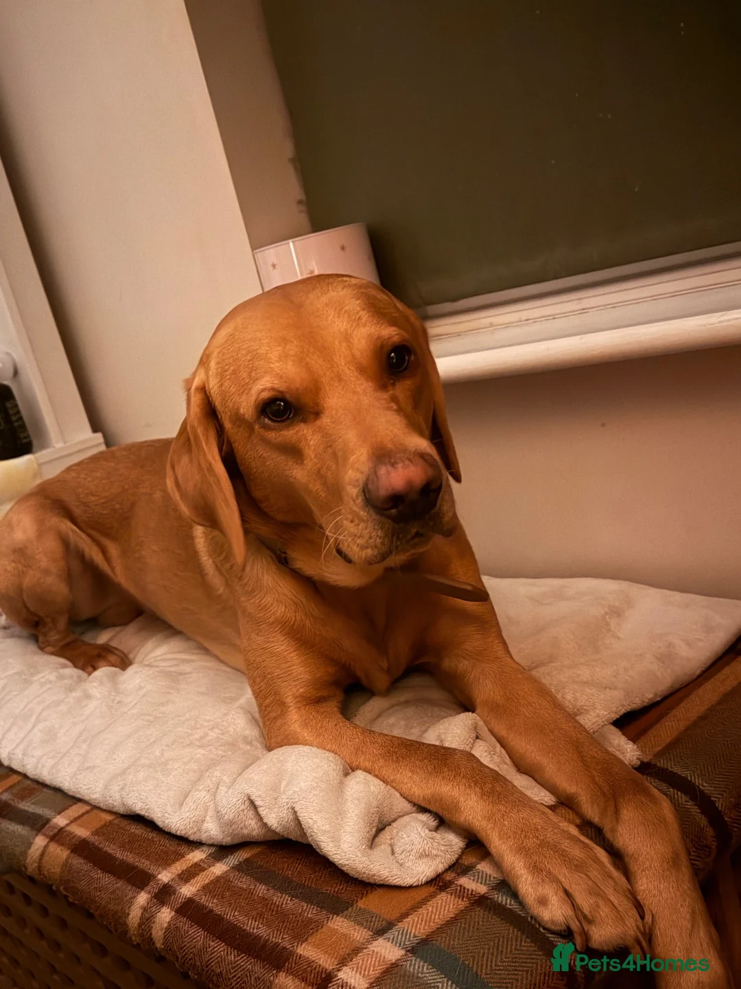 Labrador Retriever dogs for sale: 2.5 year old fox red lab.  in Leicester - Advert 2