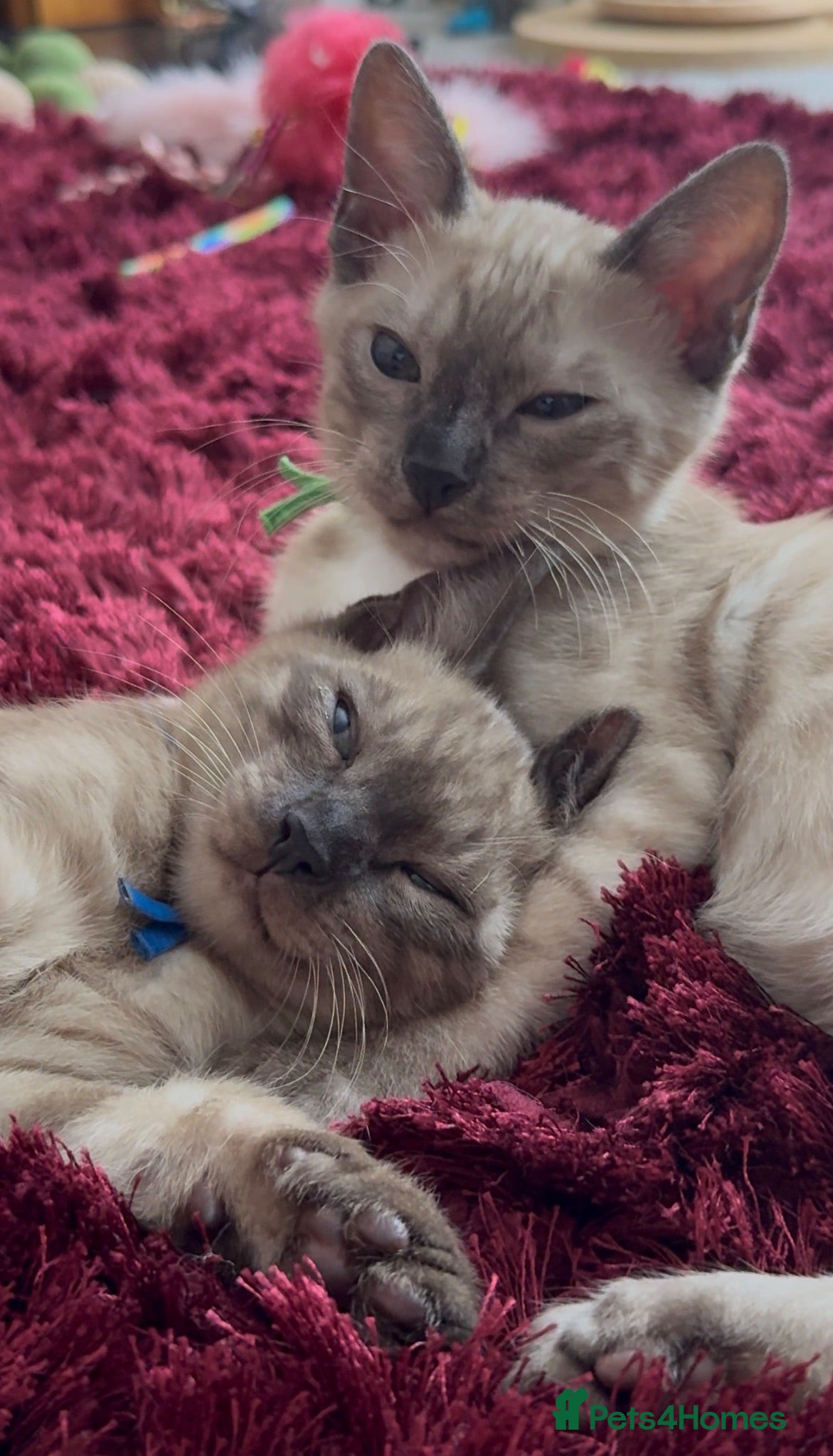 Bengal cats TICA registered Seal Solid Silver Mink Bengals - Advert 1