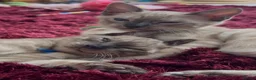 Bengal cats for sale: TICA registered Seal Solid Silver Mink Bengals - Advert 2