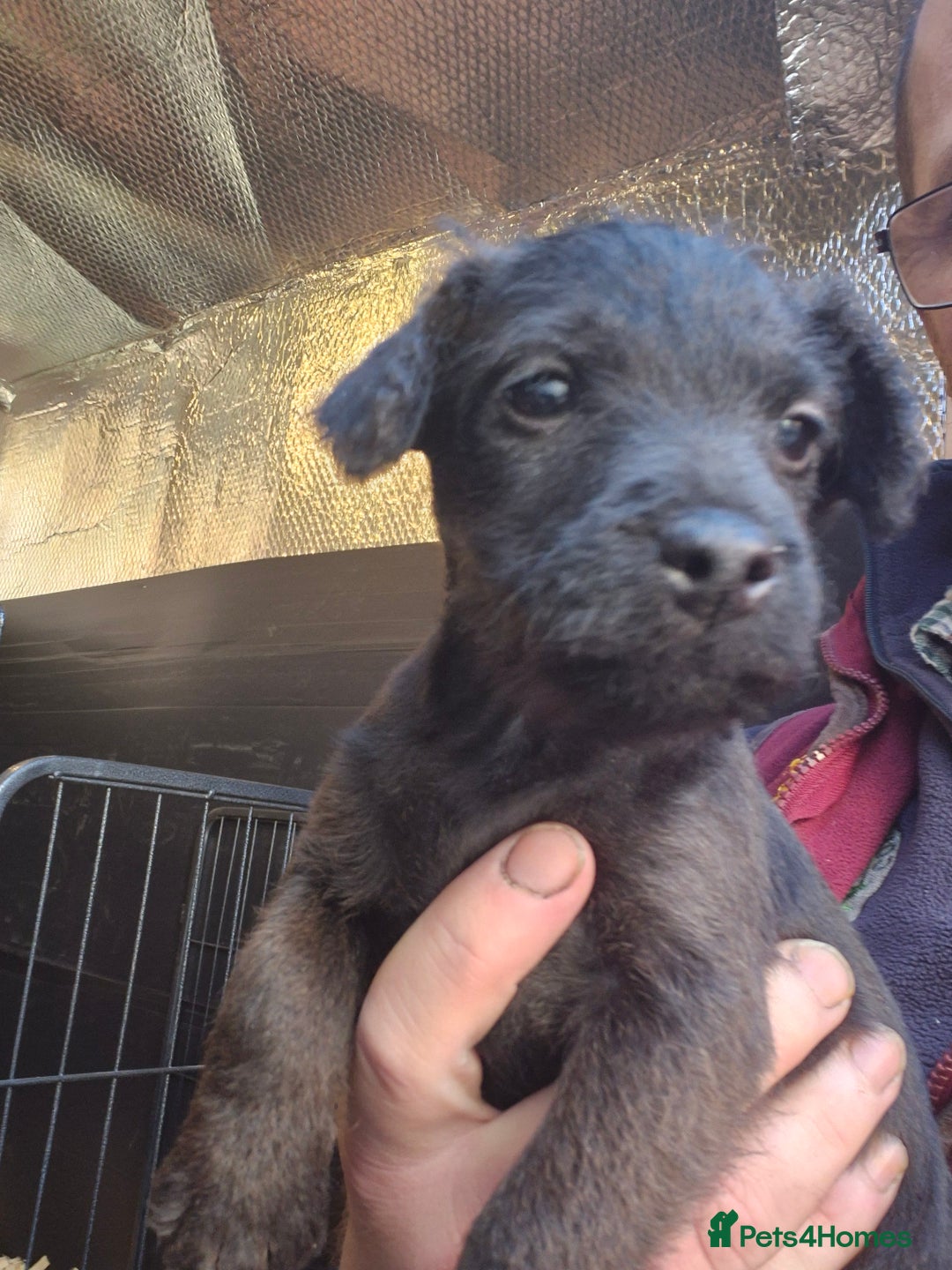 Patterdale Terrier dogs for sale: 3 Patterdale terrier bitch pups  - Advert 2