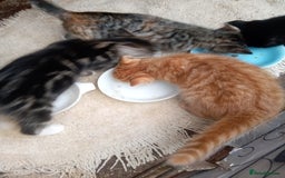Mixed Breed cats for sale: Bonny kittens ready for their new home - Image 9