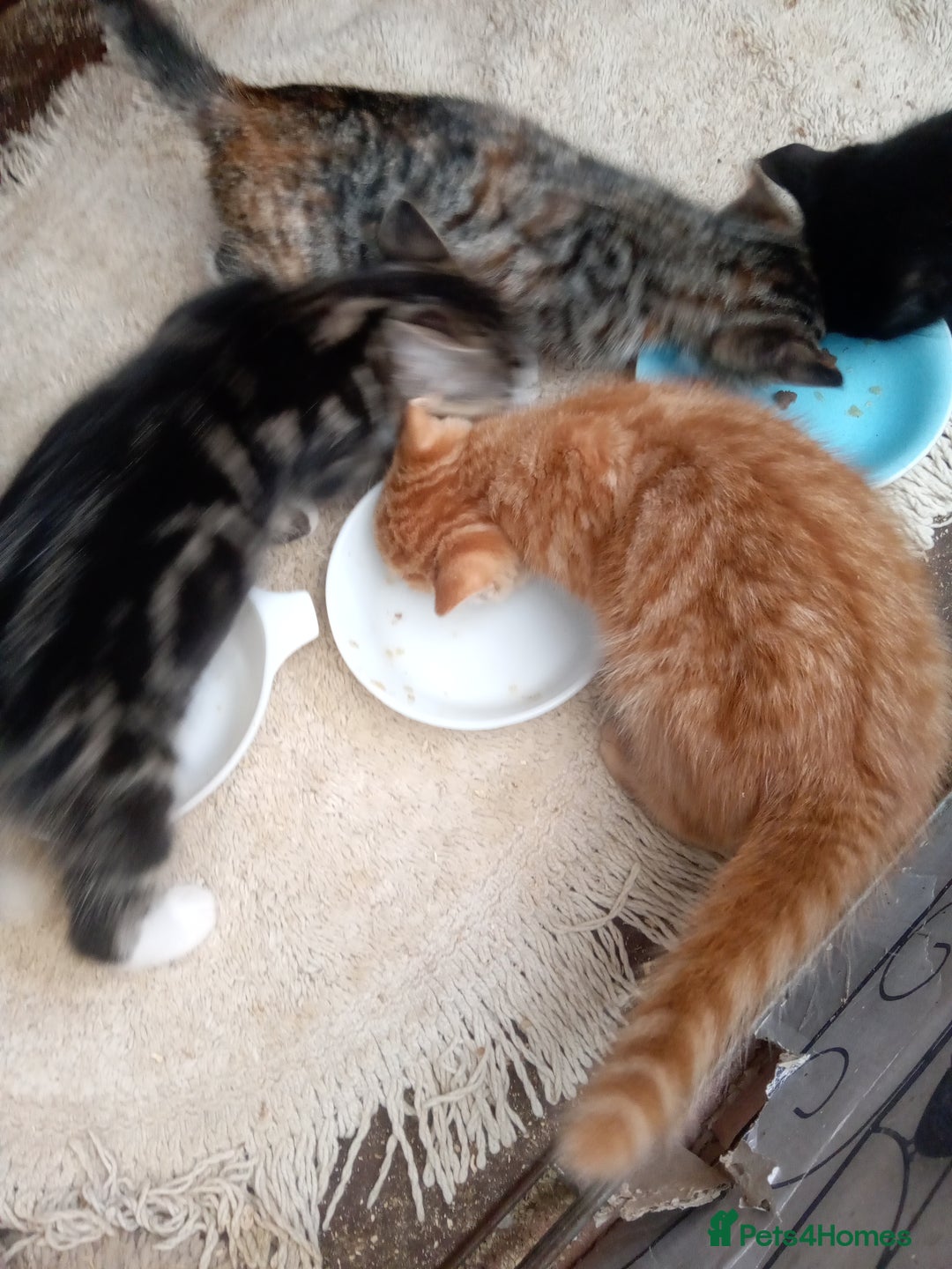 Mixed Breed cats for sale: Bonny kittens ready for their new home - Image 9