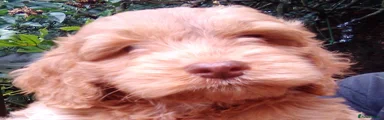 Cockapoo 3
