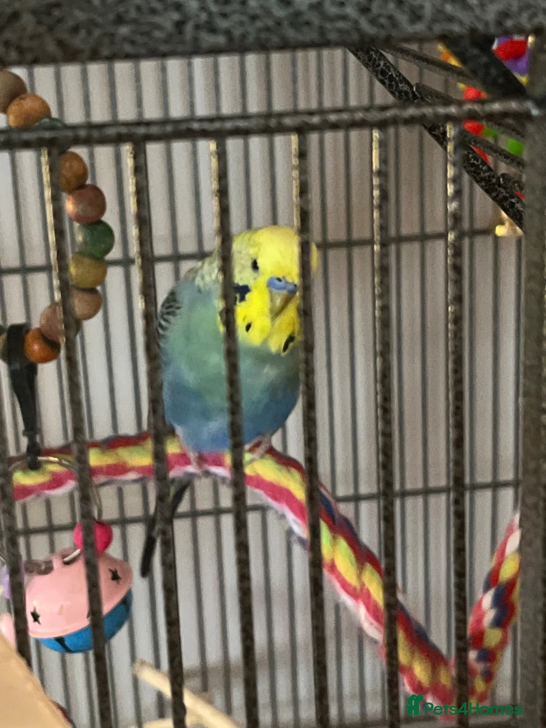 Budgerigars birds for sale: Two male budgies with cage food and all accessorie - Advert 2