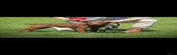 Patterdale Terrier dogs for sale: Smooth coat Patterdale Terrier Puppies - Advert 6