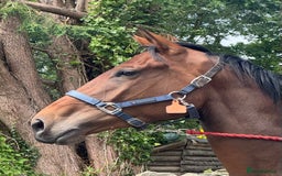 Irish Thoroughbred horses for sale: Unbroken Race / Event prospect  - Image 1