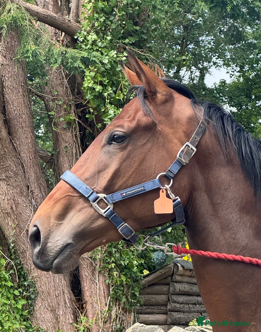 Irish Thoroughbred horses for sale: Unbroken Race / Event prospect  - Image 1