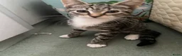 Maine Coon cats for sale: Playful Maine coon kittens ready for a loving home - Advert 6