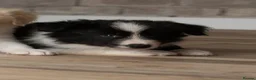 Border Collie dogs for sale: Exceptional, health tested, KC registered puppies - Advert 4