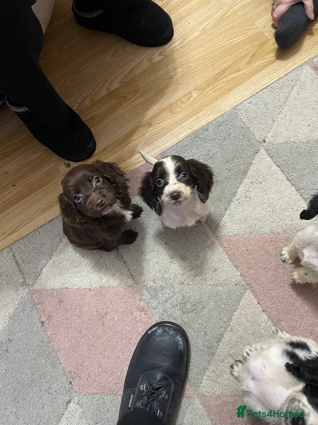 Sprocker dogs for sale: Sprocker Spaniel Puppies - Advert 13
