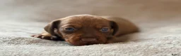 Miniature Dachshund dogs for sale: 🌈 🐾Beautiful Dachshund Rainbow Litter🐾🌈 - Advert 20