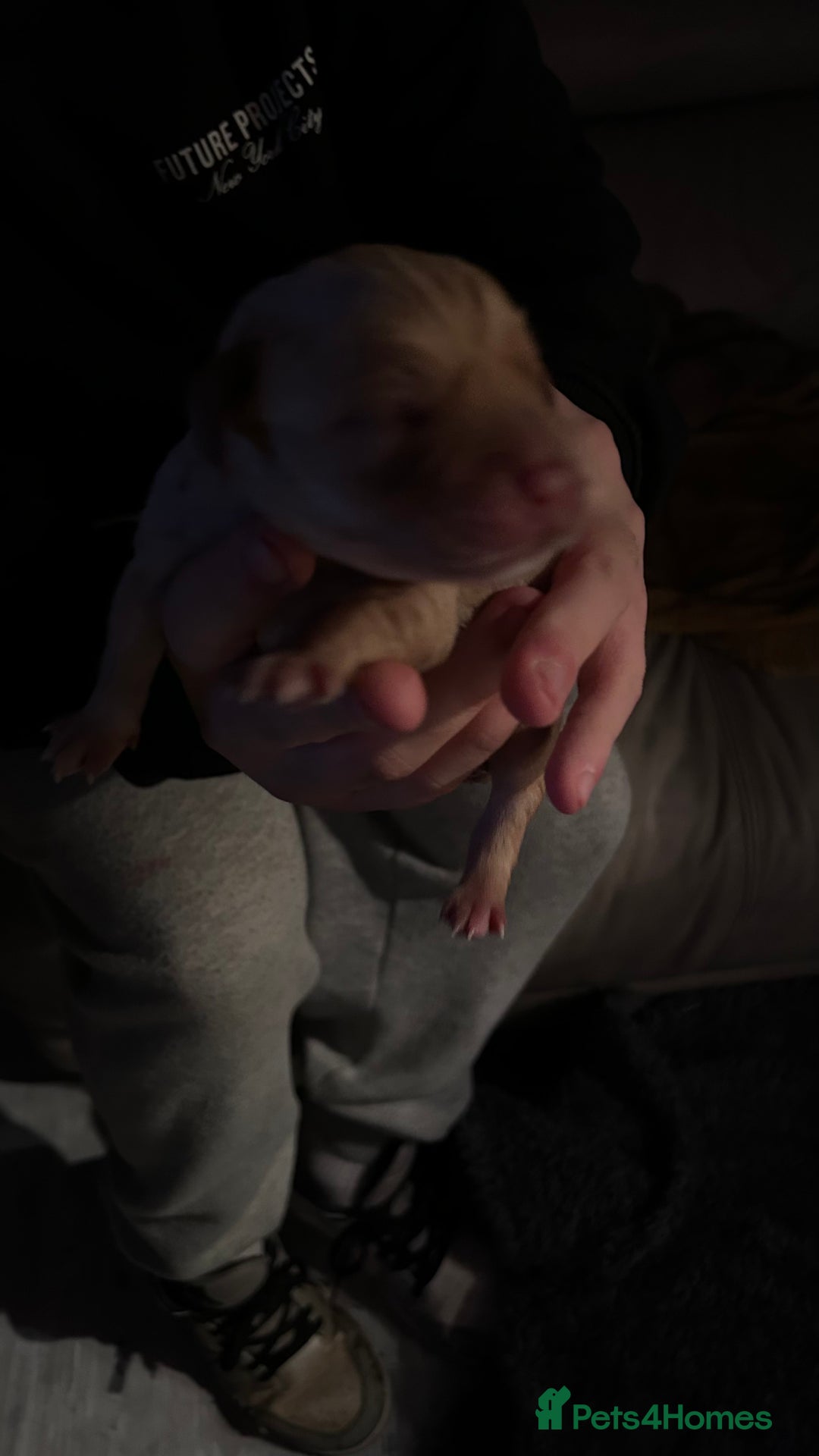 Labrador Retriever dogs for sale: Labrador puppies - Advert 5