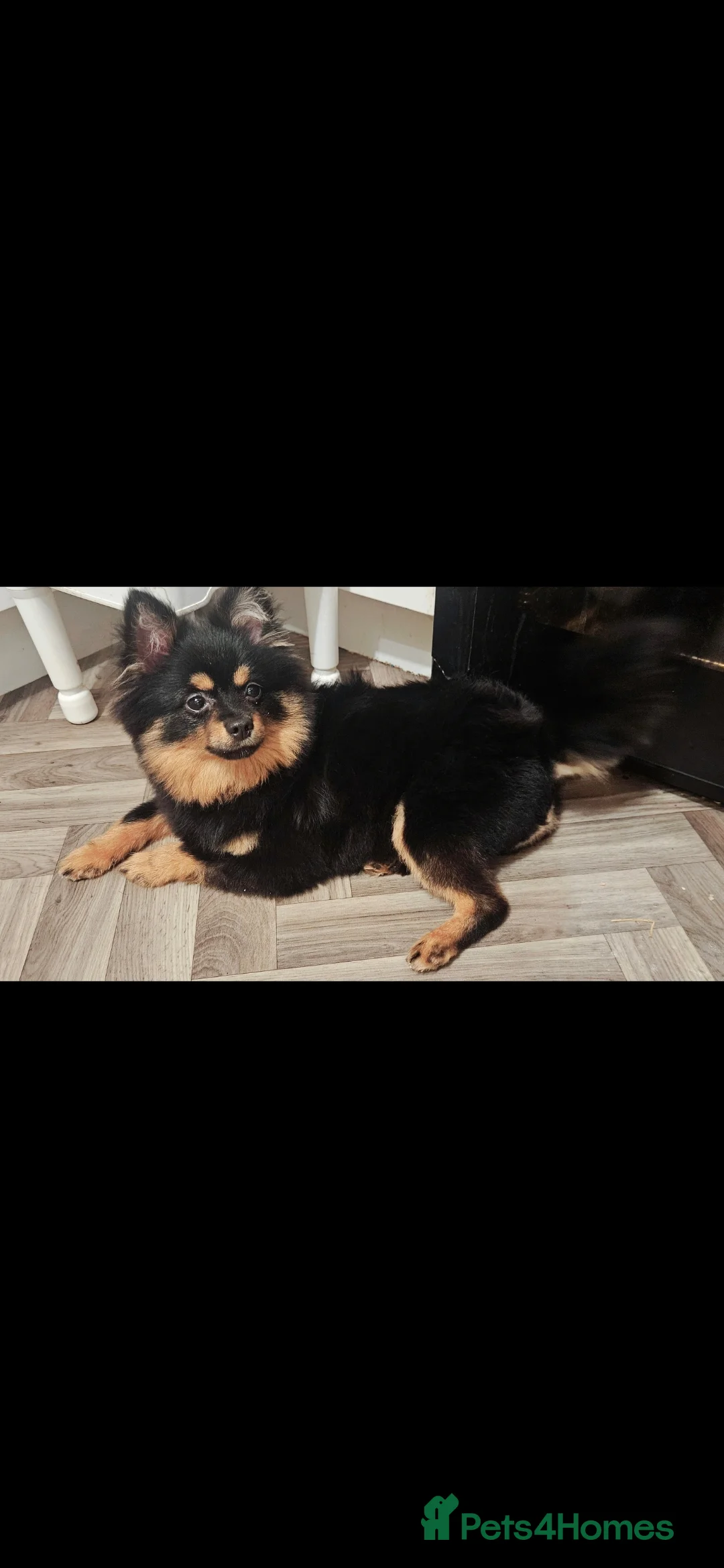 Pomeranian dogs for stud: Stud Pomeranian - Advert 5