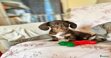 Dachshund dogs - Advert 11