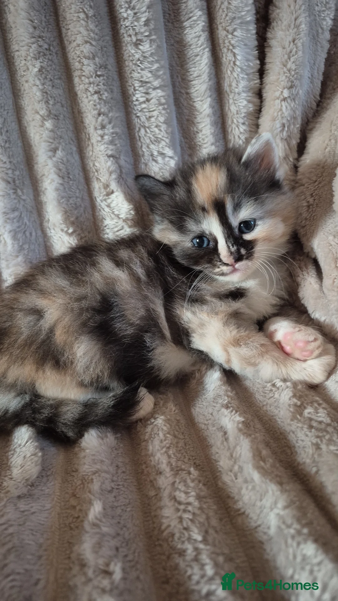 Mixed Breed cats for sale: Kittens  - Advert 2