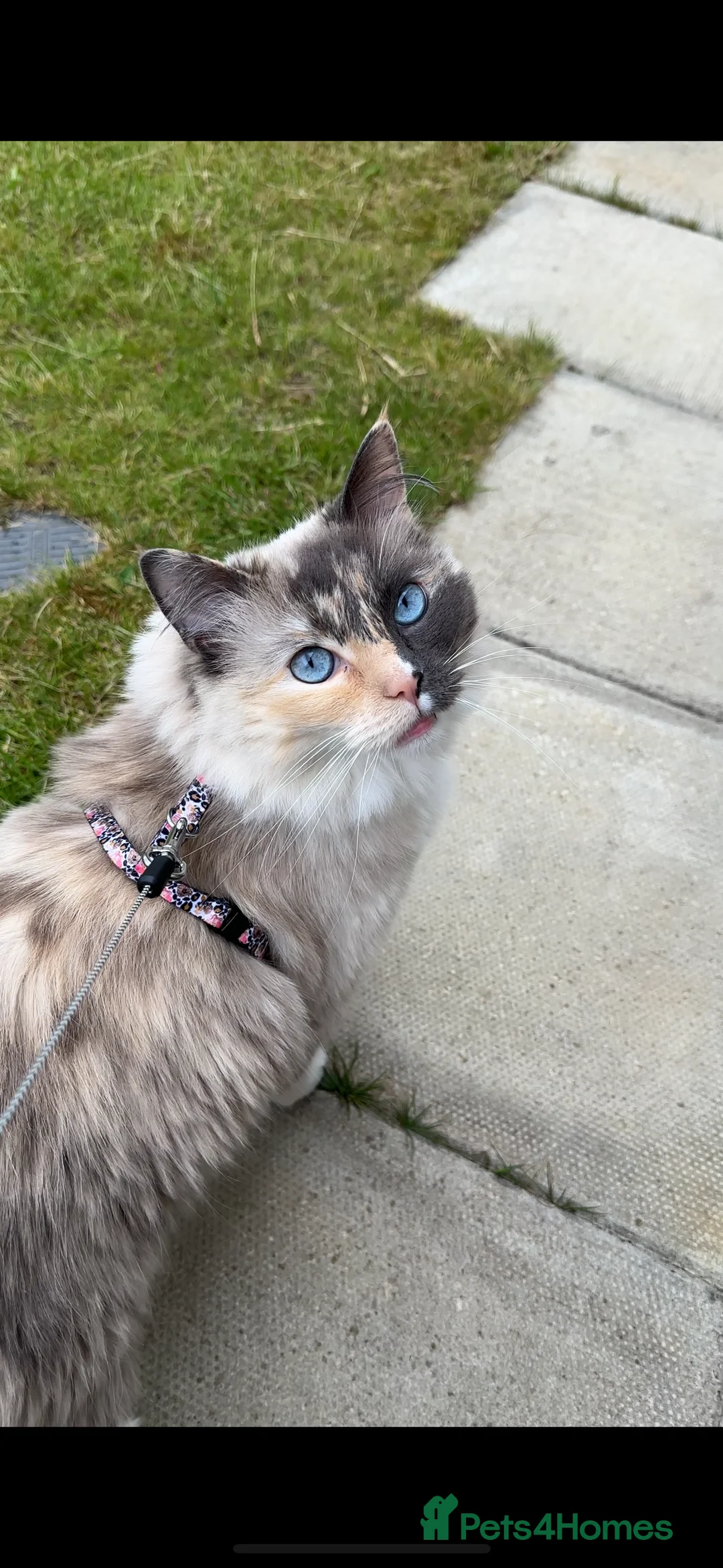 Ragdoll cats for sale: Female ragdoll  in Kirknewton - Advert 2