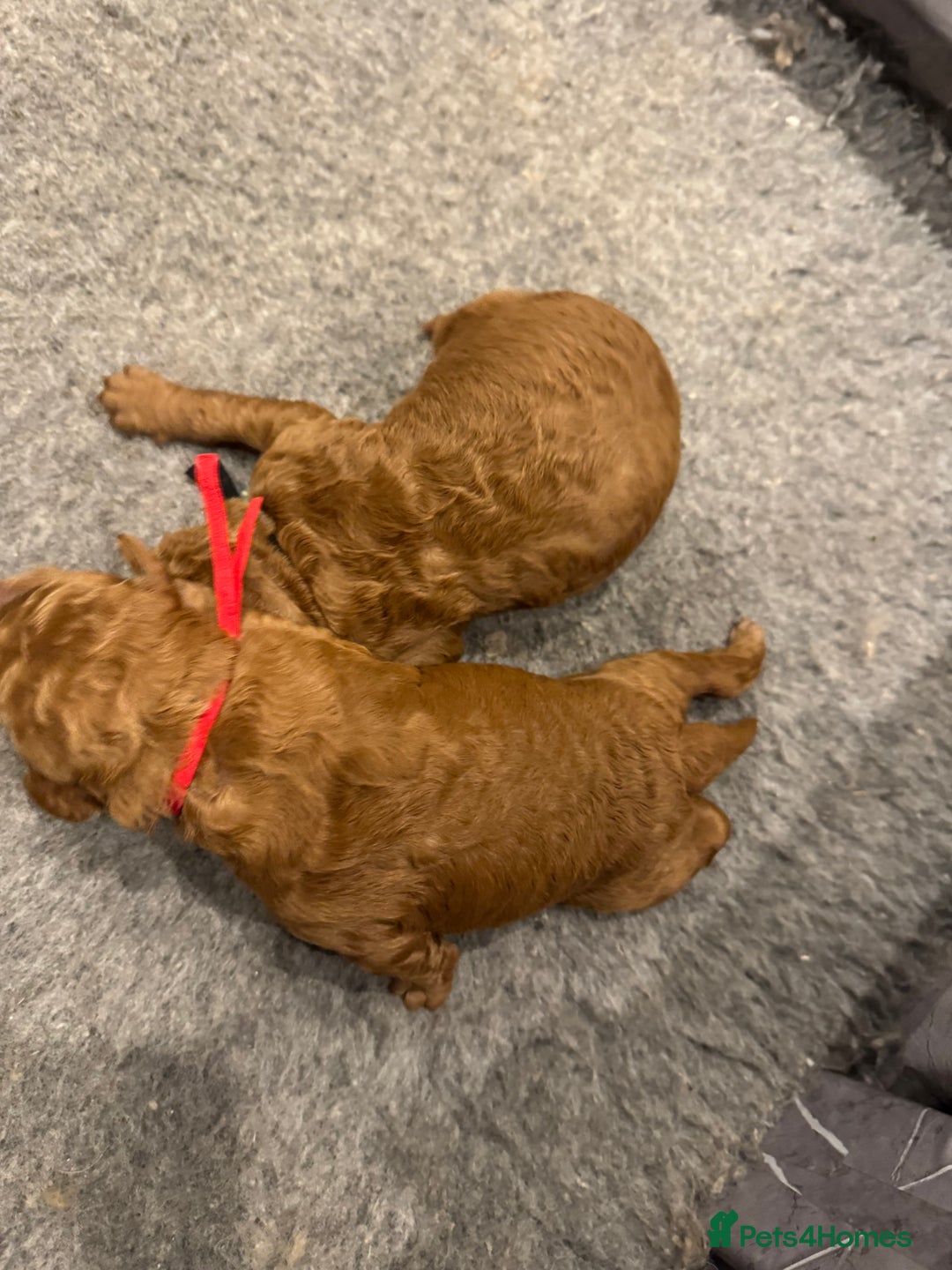 Goldendoodle dogs for sale: Golden doodles f1b - Advert 25