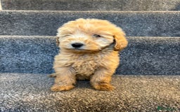 Coton De Tulear dogs for sale: Coton noodles puppies ready now  - Image 11