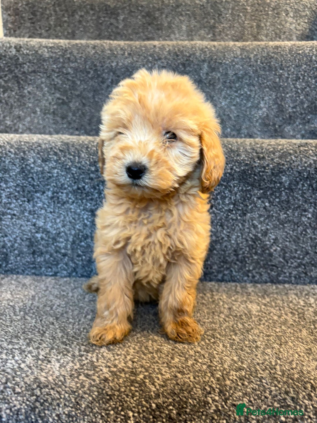 Coton De Tulear dogs for sale: Coton noodles puppies ready now  - Image 11