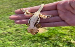 Gecko reptiles for sale: Crests geckos ford sale  - Image 4