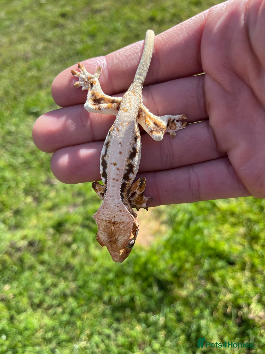 Gecko reptiles for sale: Crests geckos ford sale  - Image 4