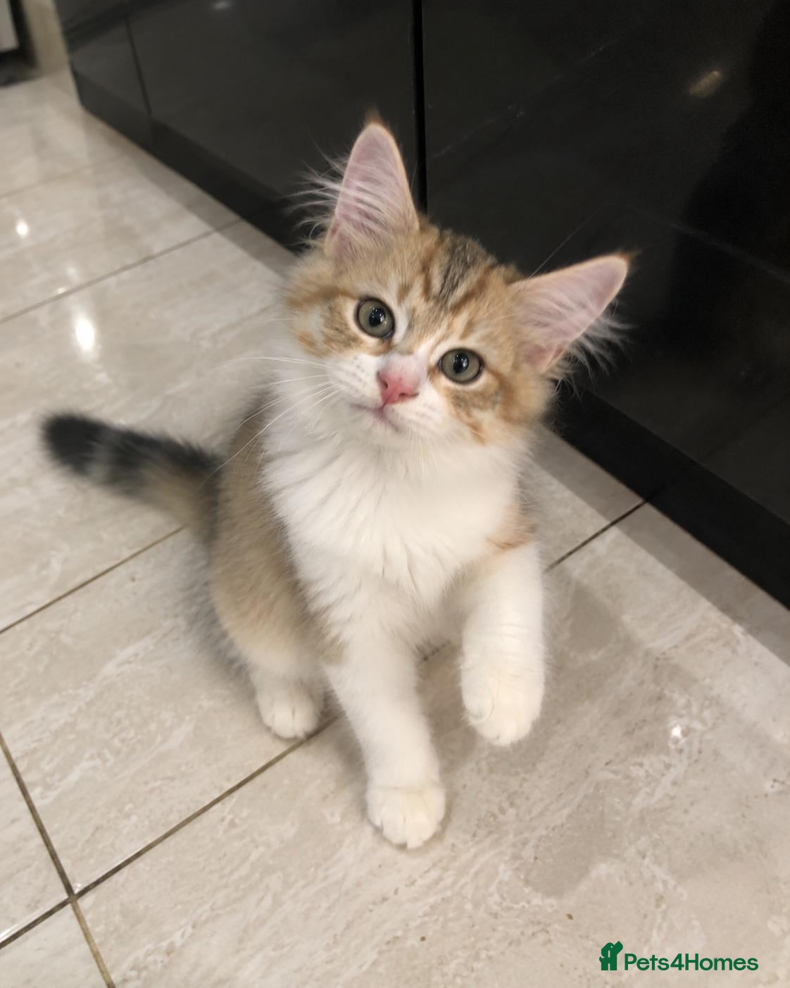 Siberian cats Gorgeous Siberian kitten waiting for you🌞. - Advert 2