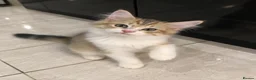 Siberian cats for sale: Gorgeous Siberian kitten waiting for you🌞. - Advert 1
