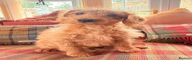 Labradoodle 2