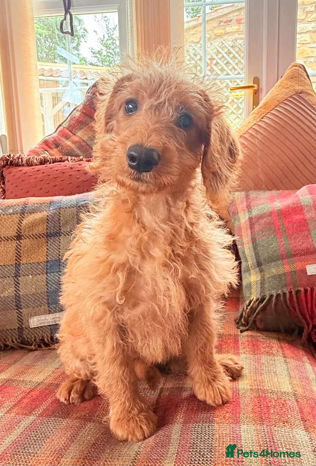 Labradoodle dogs for sale: extensively health clear F1b TOY labradoodle pup🐶 - Advert 1