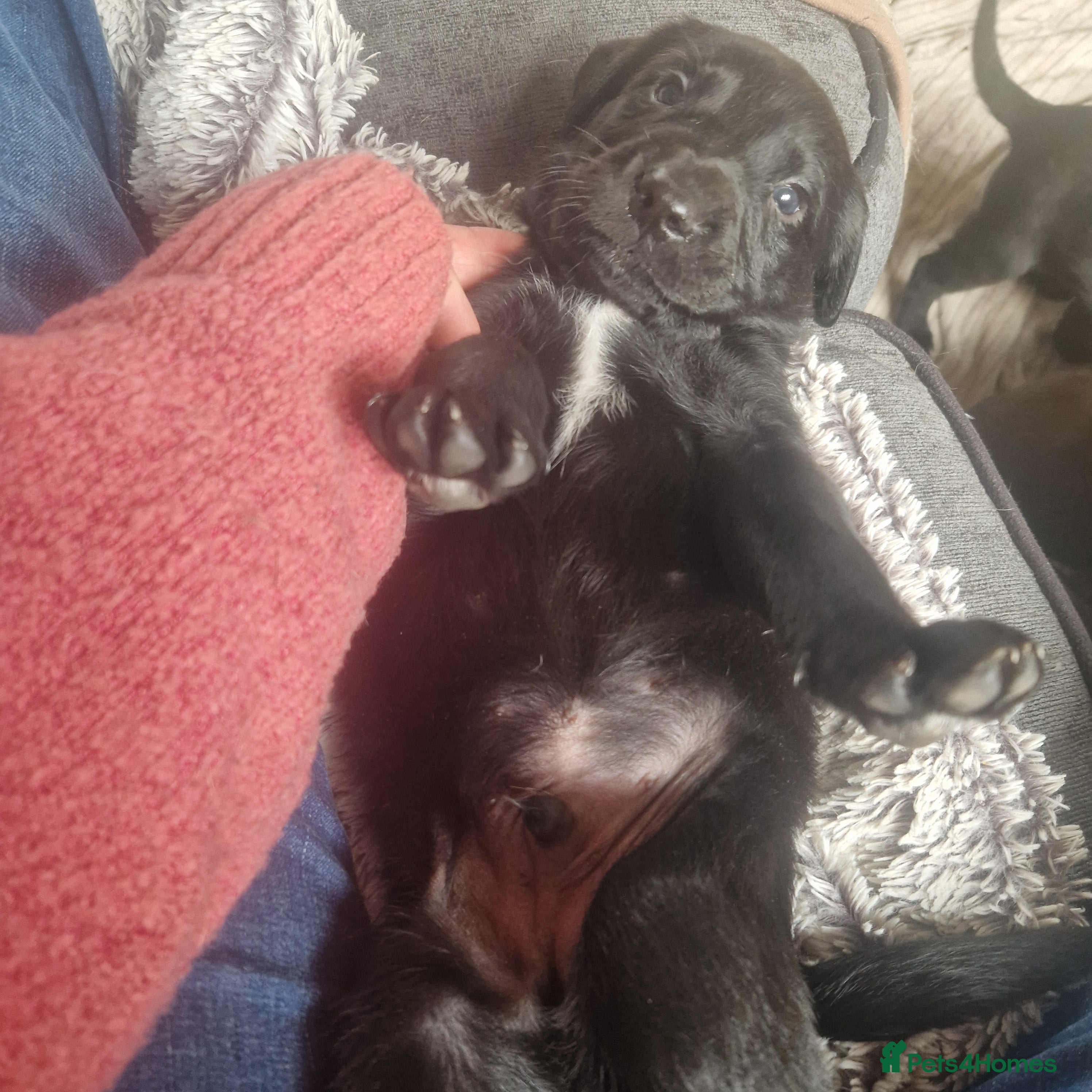 Borador dogs Adorable borderdor puppies - Advert 2