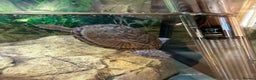 Turtle reptiles for sale: Two Turtles ALL ACCESSORIES £50!  - Advert 3
