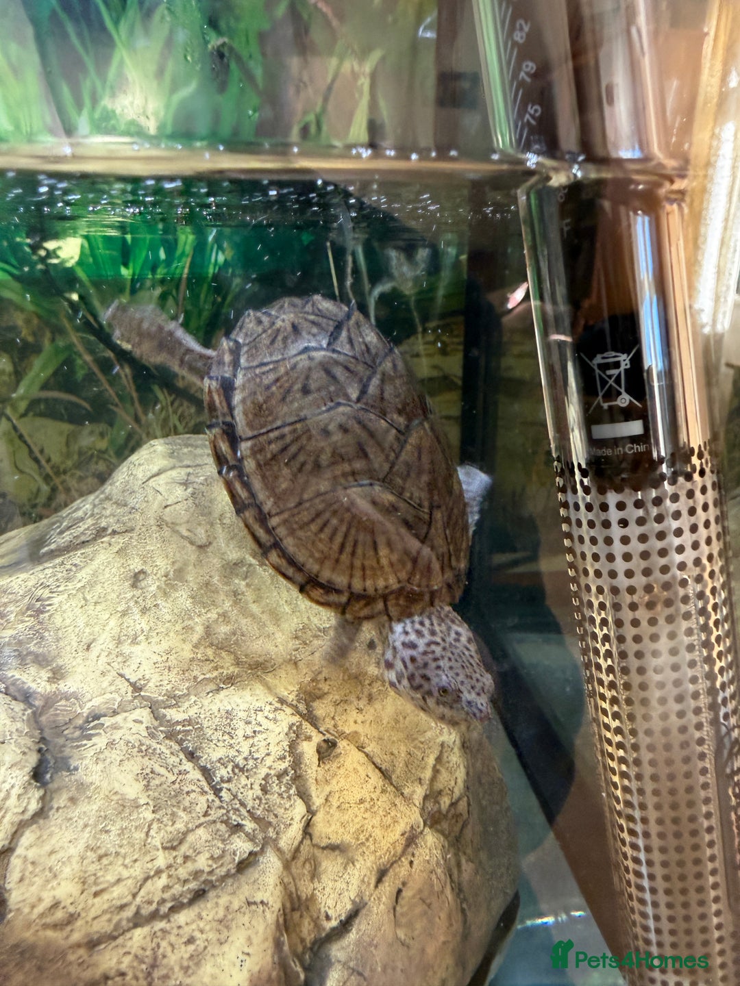 Turtle reptiles for sale: Two Turtles ALL ACCESSORIES £50!  - Advert 3