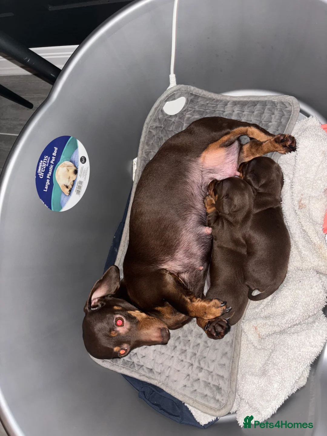 Miniature Dachshund dogs for sale: Miniature dachshund ready in feb  - Advert 12