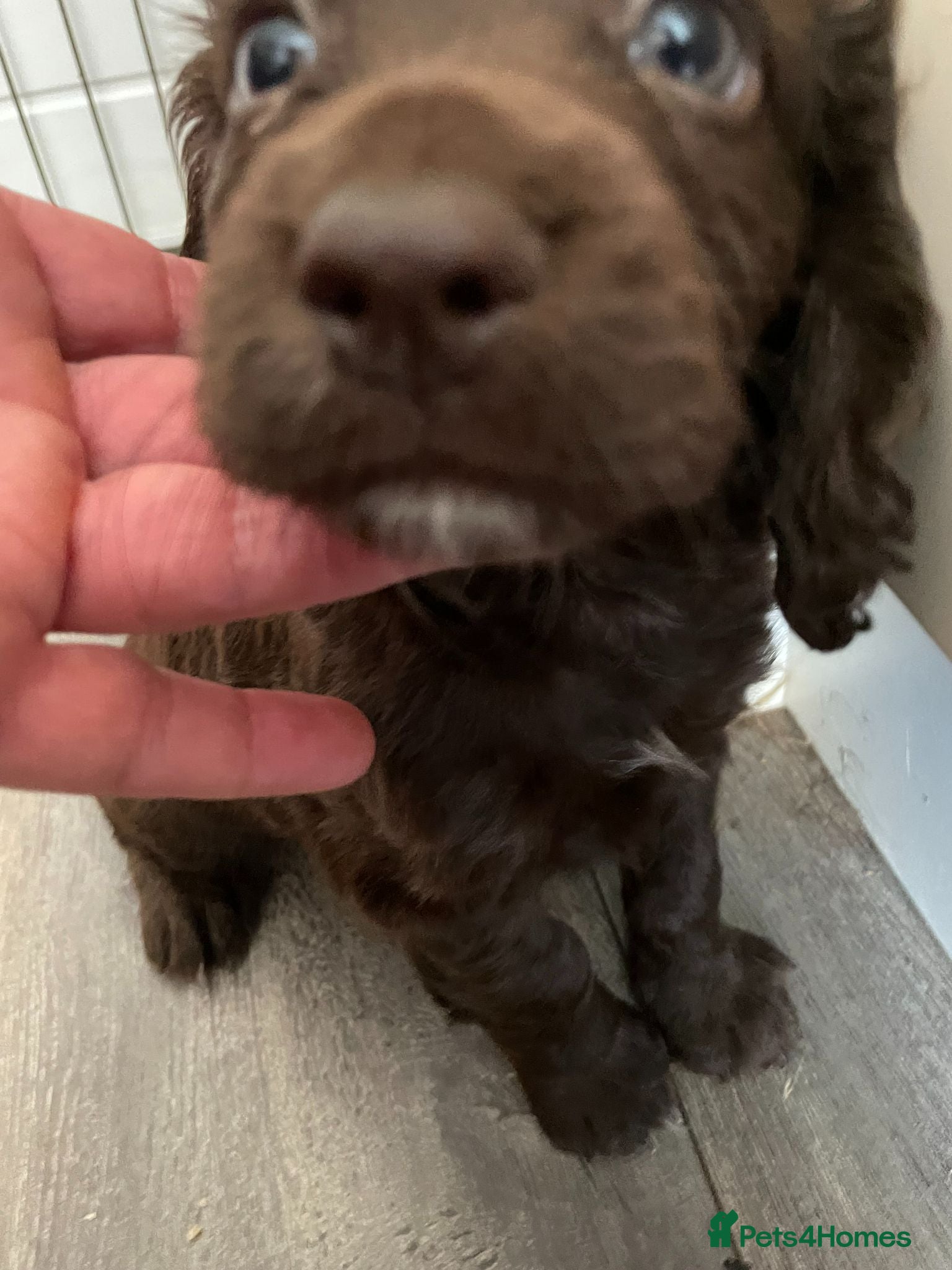 Cocker Spaniel dogs 5 Bundles of fun - Advert 2