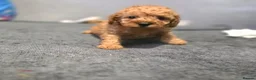 Toy Poodle dogs for sale: Need a home ready to leave  - Advert 5