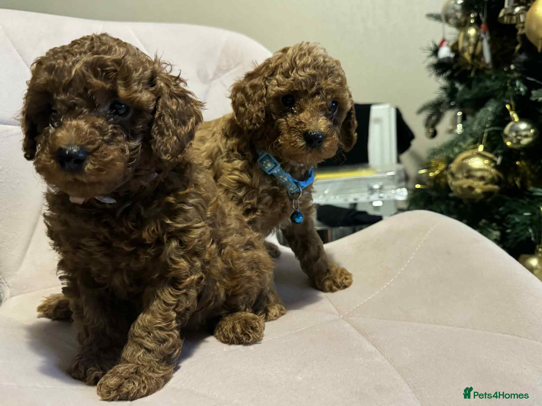 Toy Poodle dogs Beautifull tiny poodle puppies  - Advert 11