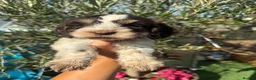 Mixed Breed dogs for sale: Sproodle Puppys for sale  in Aldershot - Advert 17