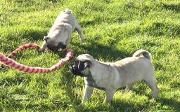 Pug dogs for sale: 2 beautiful female Pug puppies - Image 1