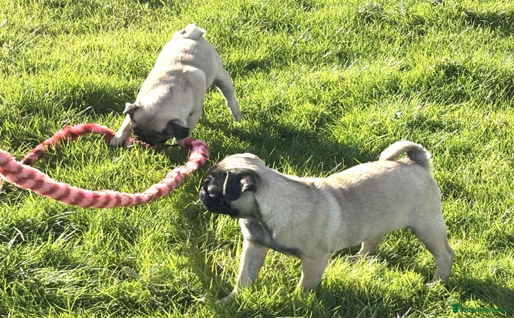 Pug dogs - Advert 1