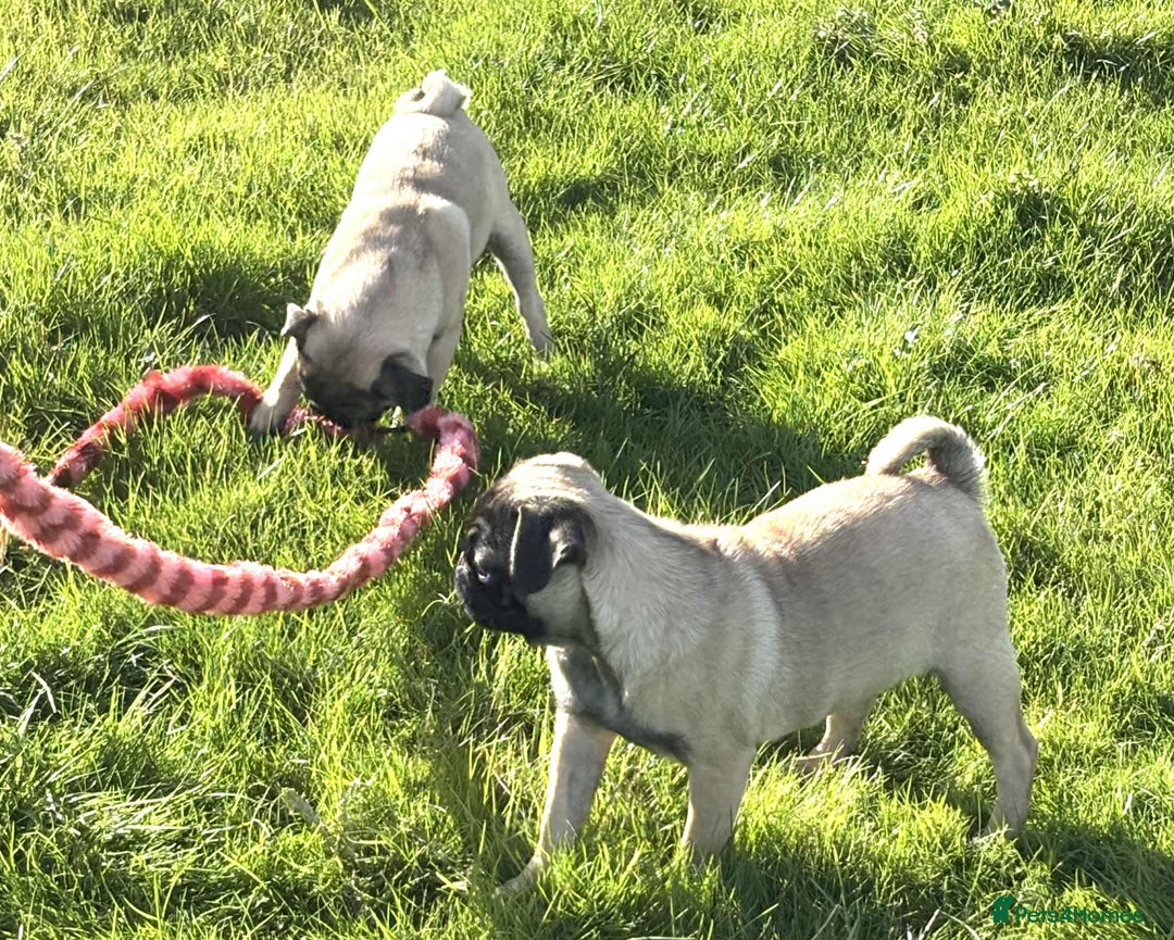 Pug dogs for sale: 2 beautiful female Pug puppies - Image 1