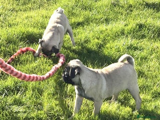 Pug dogs - Advert 13