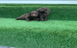 Cocker Spaniel dogs for sale: Kc cocker spaniel puppies  - Image 10
