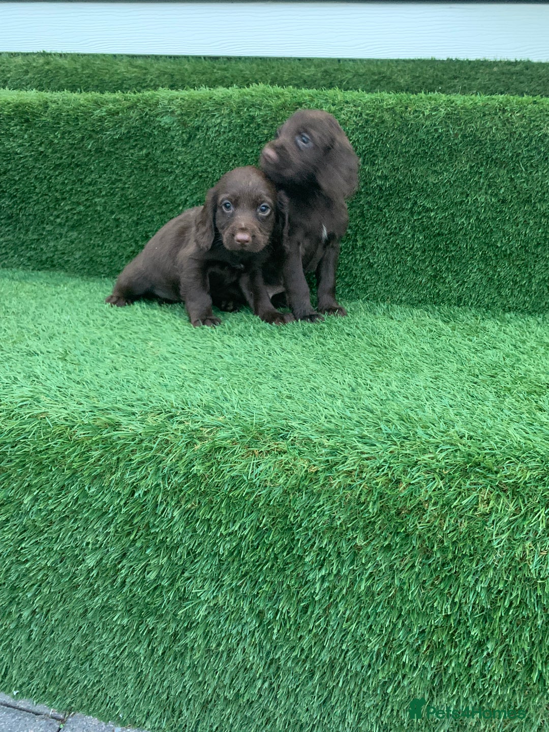Cocker Spaniel dogs for sale: Kc cocker spaniel puppies  - Image 10