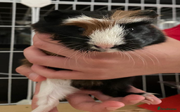 Guinea Pig rodents for sale: 3 Male Guinea Pigs - Image 14