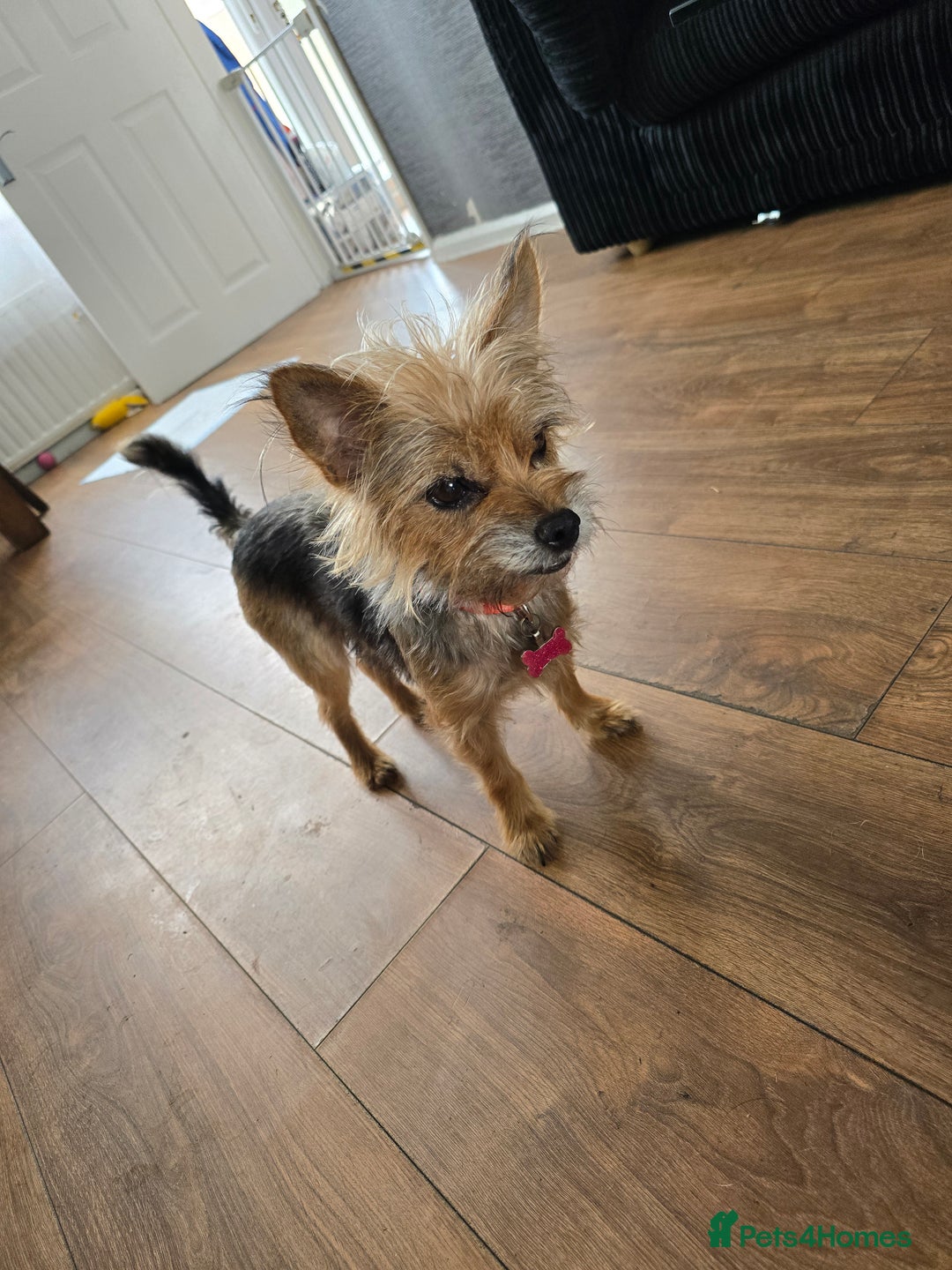 Yorkshire Terrier dogs for sale: Yorkshire terriers puppy's  - Image 2